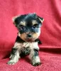 Photo №2 to announcement № 98107 for the sale of yorkshire terrier - buy in Austria private announcement