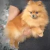 Photo №1. pomeranian - for sale in the city of Hamar | Is free | Announcement № 95963