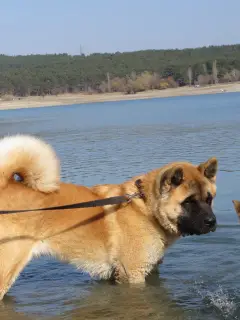 Additional photos: Puppies of American Akita.