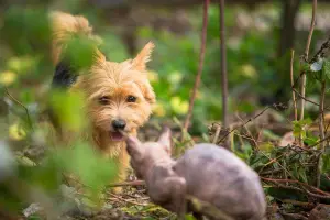 Photo №2 to announcement № 4474 for the sale of norwich terrier - buy in Russian Federation private announcement