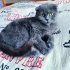 Photo №2 to announcement № 19289 for the sale of british shorthair - buy in Poland private announcement