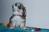 Additional photos: Havanese puppies