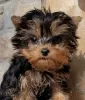 Photo №4. I will sell yorkshire terrier in the city of Гамбург. private announcement - price - 270$