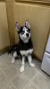 Photo №1. siberian husky - for sale in the city of Дублин | 376$ | Announcement № 130498