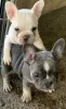 Photo №3. French Bulldog Puppies For Sale. Canada