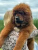 Photo №3. Tibetan Mastiff puppies. Serbia