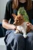 Photo №4. I will sell basenji in the city of Чачак. breeder - price - negotiated