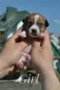 Additional photos: Puppies Jack Russell from the kennel