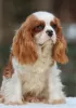 Additional photos: Cavalier King Charles Spaniel Puppy