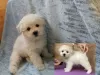 Additional photos: Adorable Bichon Frize puppies ready to move into a new home