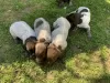 Additional photos: Drathaar puppies