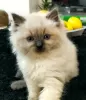 Photo №4. I will sell ragdoll in the city of Zabrze. breeder - price - 634$