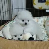 Photo №2 to announcement № 129520 for the sale of pomeranian - buy in United States private announcement