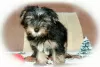 Photo №1. yorkshire terrier - for sale in the city of Верхние Белозерки | 477$ | Announcement № 8463