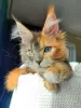 Photo №4. I will sell maine coon in the city of Кьяссо. private announcement - price - 423$