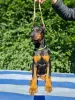 Additional photos: Doberman