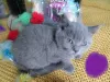 Additional photos: Stunning Scottish Fold & Straight kittens!