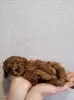 Photo №1. poodle (dwarf), poodle (toy) - for sale in the city of Minsk | 1208$ | Announcement № 85646