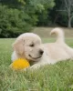 Photo №1. golden retriever - for sale in the city of Sydney | 5$ | Announcement № 131242