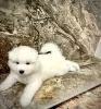 Photo №4. I will sell samoyed dog in the city of Pabianice. breeder - price - 1215$