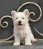 Additional photos: west highland white terrier puppy female