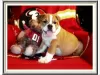 Photo №1. english bulldog - for sale in the city of Helsinki | Is free | Announcement № 93351