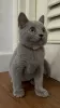 Photo №4. I will sell british shorthair in the city of Valmadonna. breeder - price - Is free