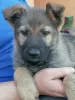 Additional photos: German Shepherd puppies