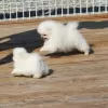 Photo №2 to announcement № 103683 for the sale of pomeranian - buy in United Kingdom private announcement, breeder