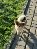 Photo №3. Selling Papillon. Belarus