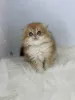 Additional photos: Scottish fold golden kitten