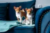 Additional photos: Basenji puppies for sale