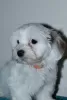 Additional photos: Havanese puppies