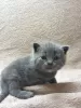 Photo №2 to announcement № 123356 for the sale of british shorthair - buy in Germany private announcement, breeder