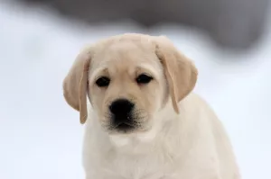 Additional photos: Brown and Fawn Male Labrador Retriever