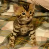 Photo №3. Pure Bred Bengal Kittens Available All shots taken. United States