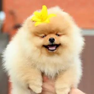 Photo №2 to announcement № 2594 for the sale of pomeranian - buy in Russian Federation breeder