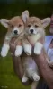 Additional photos: Welsh corgi pembroke puppies