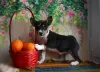 Additional photos: Basenji Champion Bloodlines Pups, FCI Pedigree