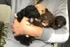 Additional photos: Our last stunning chocolate girl Toy poodle