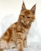 Photo №4. I will sell maine coon in the city of Colorado Springs. breeder - price - 300$