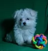 Additional photos: Puppy of the Maltese. Show class.