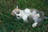 Photo №1. welsh corgi - for sale in the city of Москва | 1061$ | Announcement № 7550