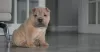 Photo №4. I will sell shar pei in the city of Москва. private announcement - price - 317$