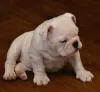 Photo №3. English Bulldog puppies. Latvia