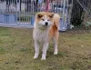 Additional photos: Japanese Akita Inu puppies