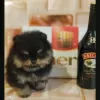 Photo №4. I will sell pomeranian in the city of Vladimir. from nursery - price - negotiated