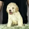 Additional photos: Lagotto Romagnolo BEAUTIFUL puppies