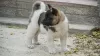 Additional photos: American Akita puppies for sale