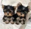 Photo №1. yorkshire terrier - for sale in the city of Vilvoorde | Is free | Announcement № 129084